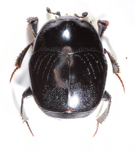 Réf. 221 071 : Saprinus semistriatus